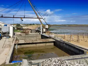 Fort Royer Oyster Site