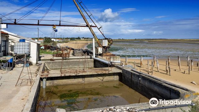 Fort Royer Oyster Site