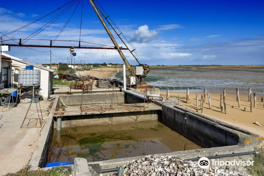 Fort Royer Oyster Site