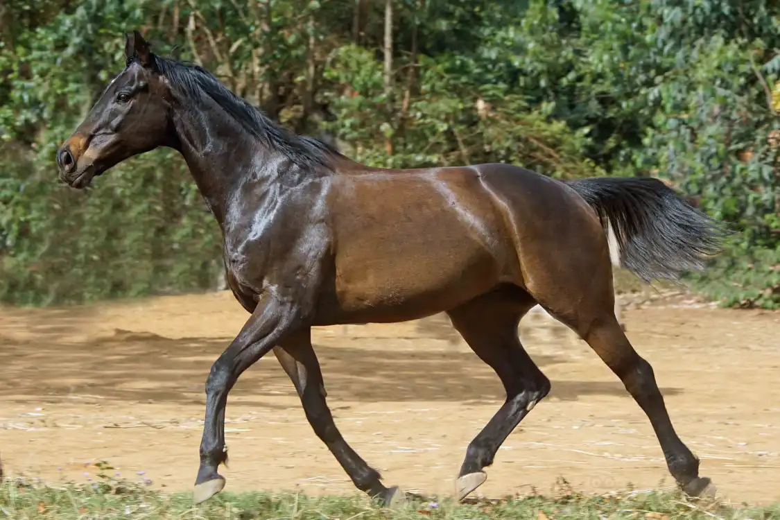 Hotels near Plateau Stables