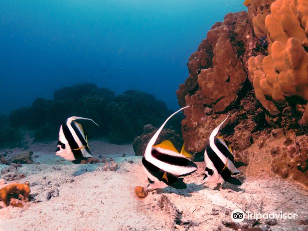 Impian Divers