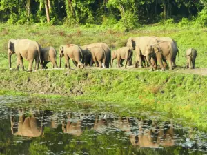 Chapramari Wildlife Sanctuary