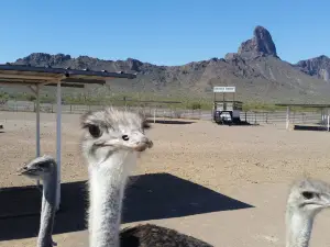 Rooster Cogburn Ostrich Ranch