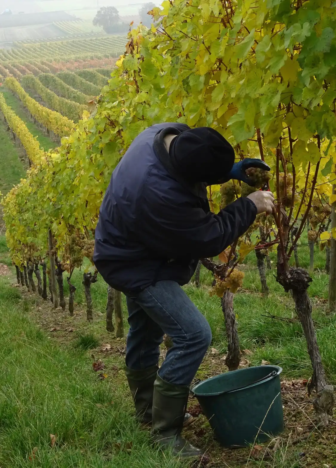 Hotel dekat Weingut Brinkmann