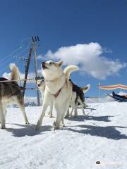 Chiens de Traineau