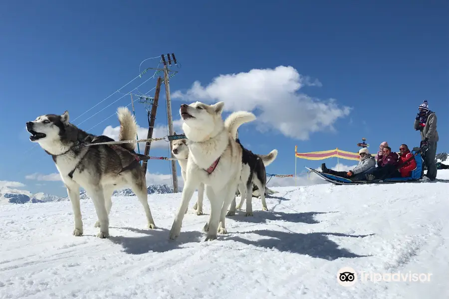 Chiens de Traineau