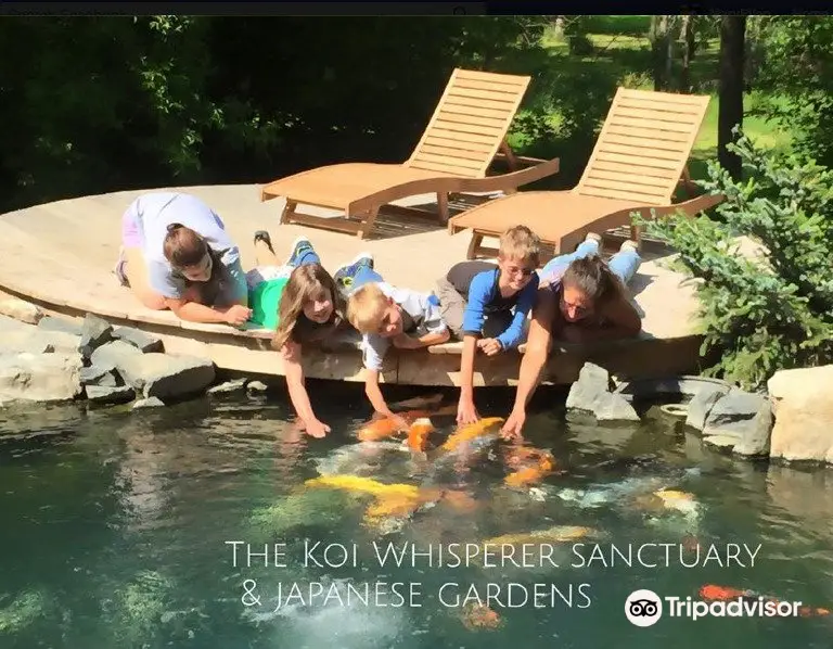 Koi Whisperer Sanctuary