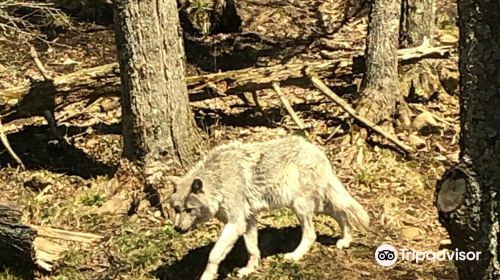 Haliburton Forest Wolf Centre