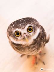 Owl cafe tokyo Akiba Fukurou