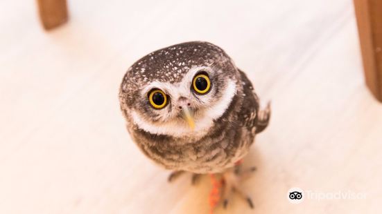 Owl cafe tokyo Akiba Fukurou