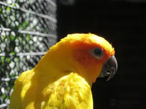 Zoo Parque Loro Puebla