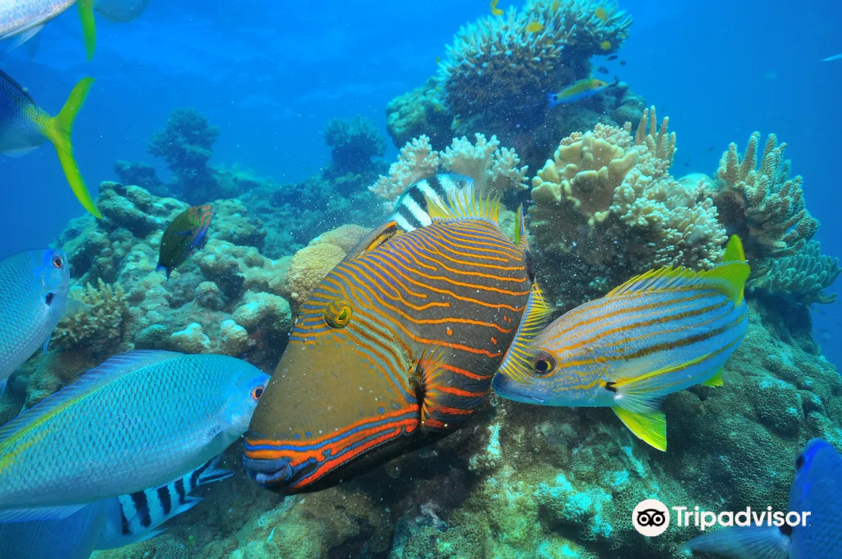 4_Great Adventures Cruises- Cairns