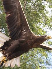 Kielder Water Bird Of Prey Centre