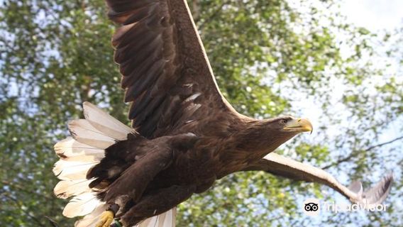 Kielder Water Bird Of Prey Centre