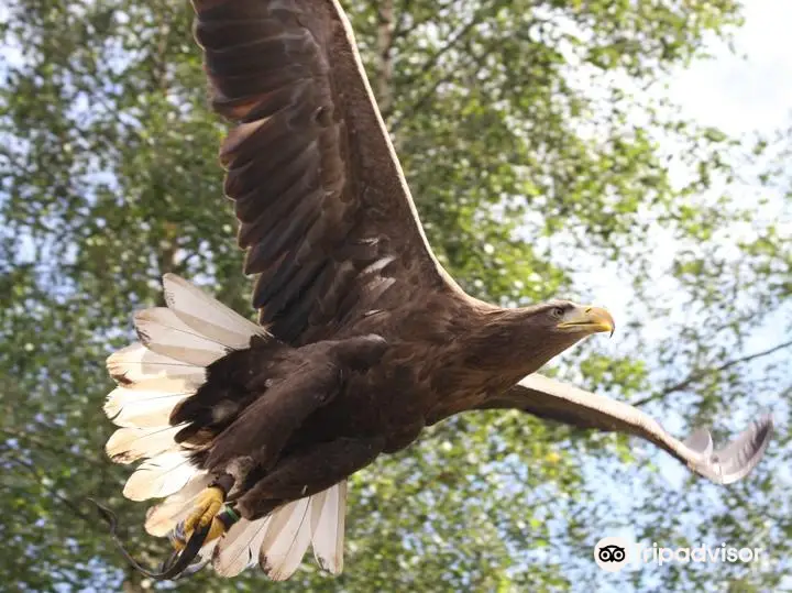 Kielder Water Bird Of Prey Centre