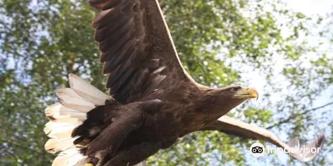 Kielder Water Bird of Prey Centre
