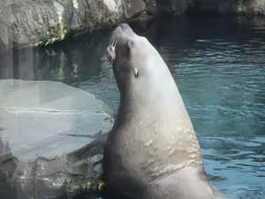 阿拉斯加海洋動物中心