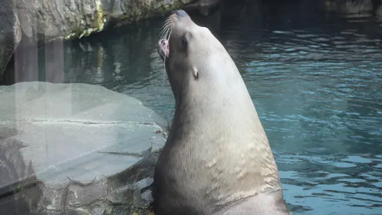 阿拉斯加海洋動物中心