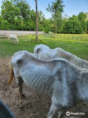 French Broad Outpost Dude Ranch