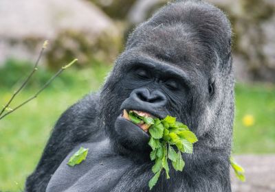 Blackpool Zoo