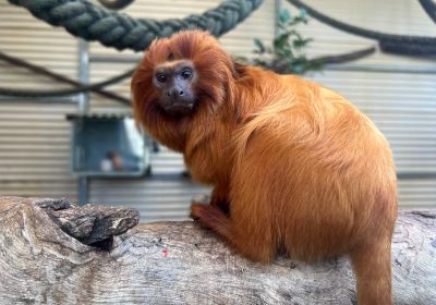 Halls Gap Zoo