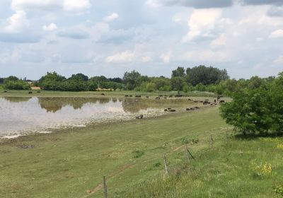 Buffaloo Herd of Nagyszéksós