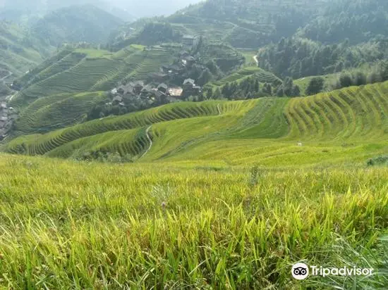 龍勝梯田