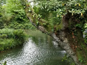 Jardin Botanico Atlantico