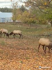 Gaylord's City Elk Park