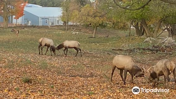 Gaylord's City Elk Park