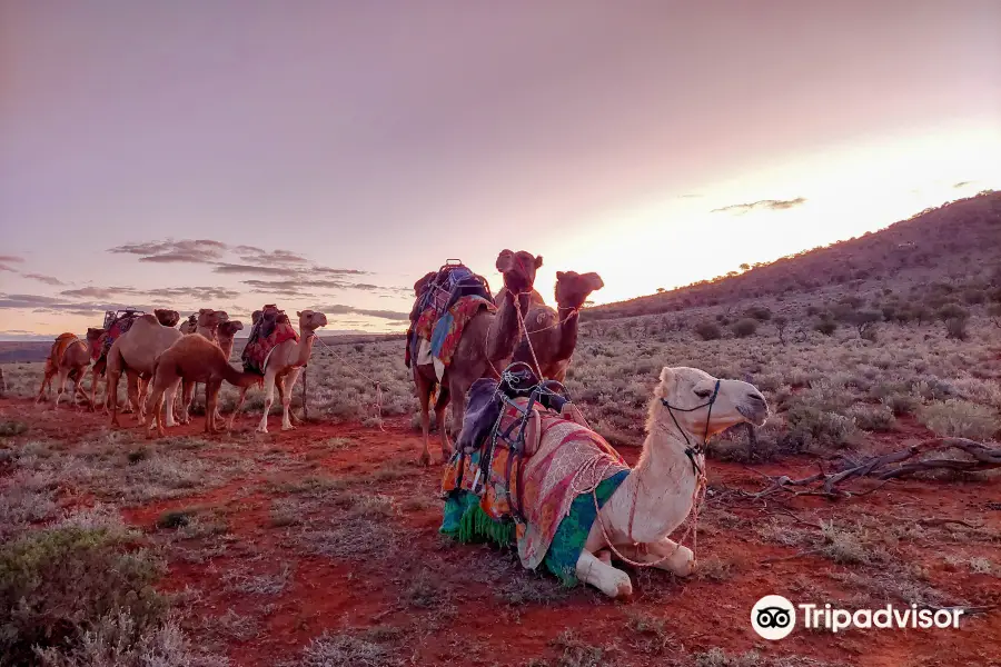 Camel Treks Australia