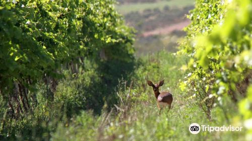 Strandveld Vineyards