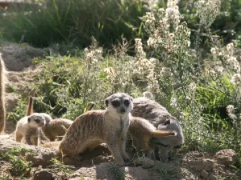 Popular Family-friendly Attractions in Izmir