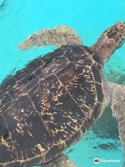 海洋博公園 ウミガメ館