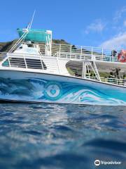 Dolphins and You: Watch Dolphins in Oahu
