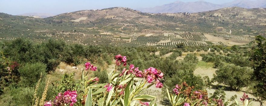 Tamiolakis Winery