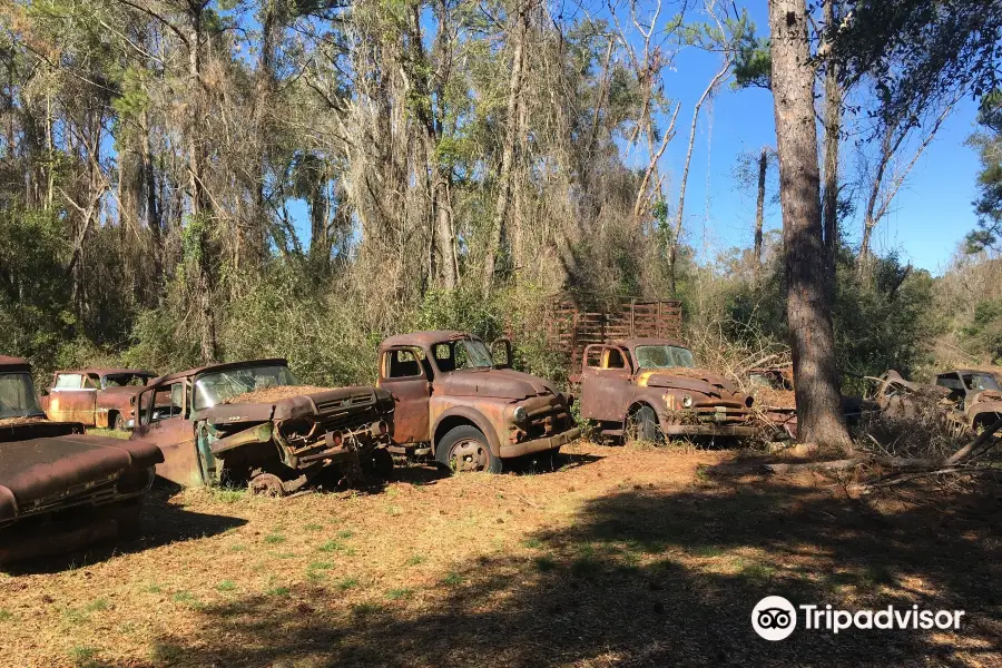 Roadside Rusted Ford Trucks