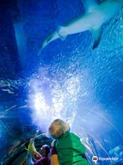 SEA LIFE at Mall of America