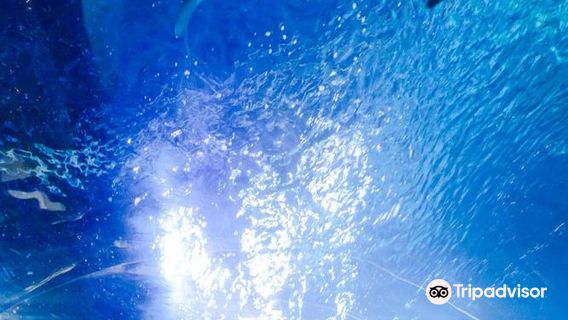 SEA LIFE at Mall of America