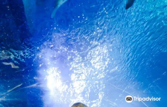 SEA LIFE at Mall of America門票小童