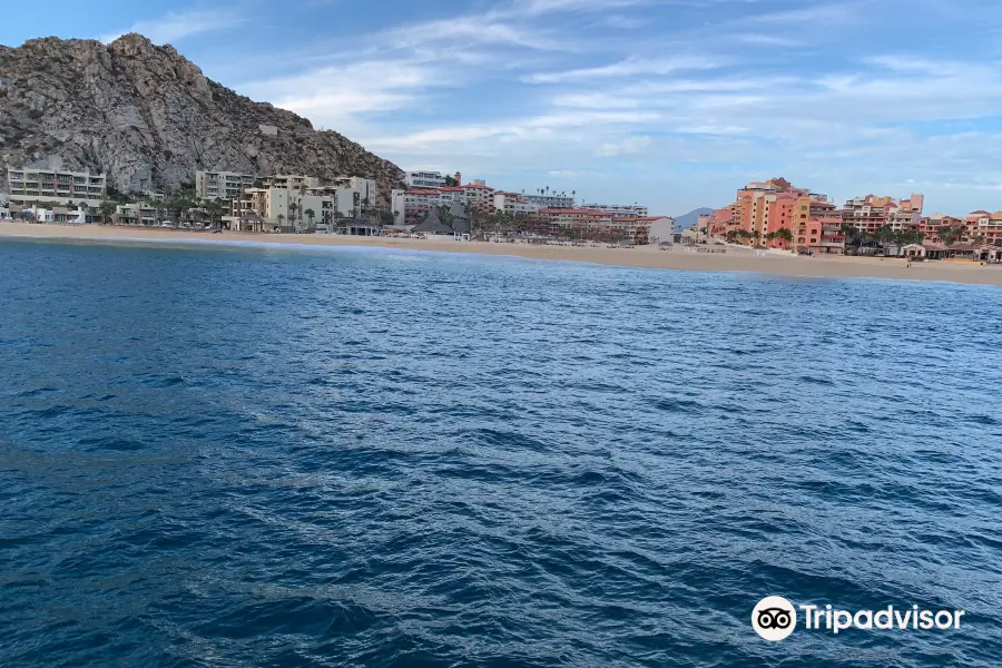 Los Cabos Whale Watching