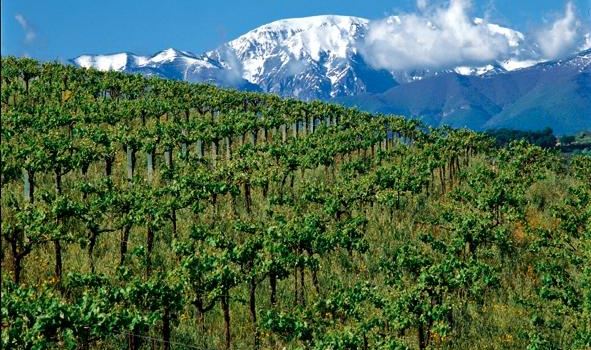 Fattoria Licia