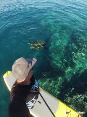 Maui Stand Up Paddle Boarding