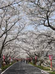 久世のトンネル桜