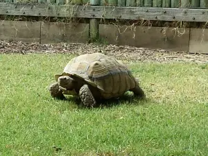 Merced's Applegate Park Zoo