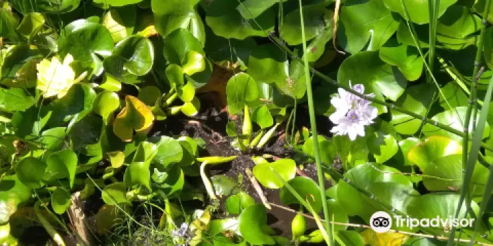 Jardin Mediterranean du Mas de la Serre