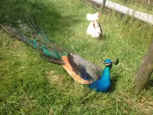 Stonehall Visitor Farm & Wildlife Park