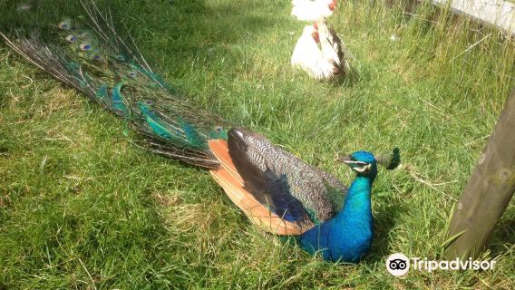 Stonehall Visitor Farm