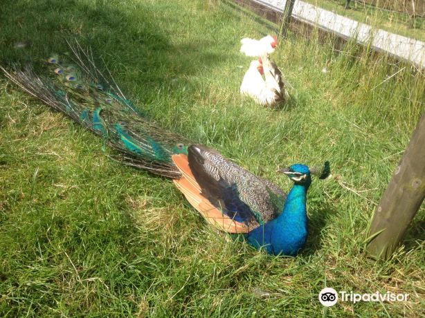 Stonehall Visitor Farm & Wildlife Park