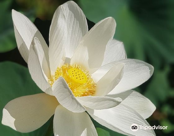 務安 自由行套票